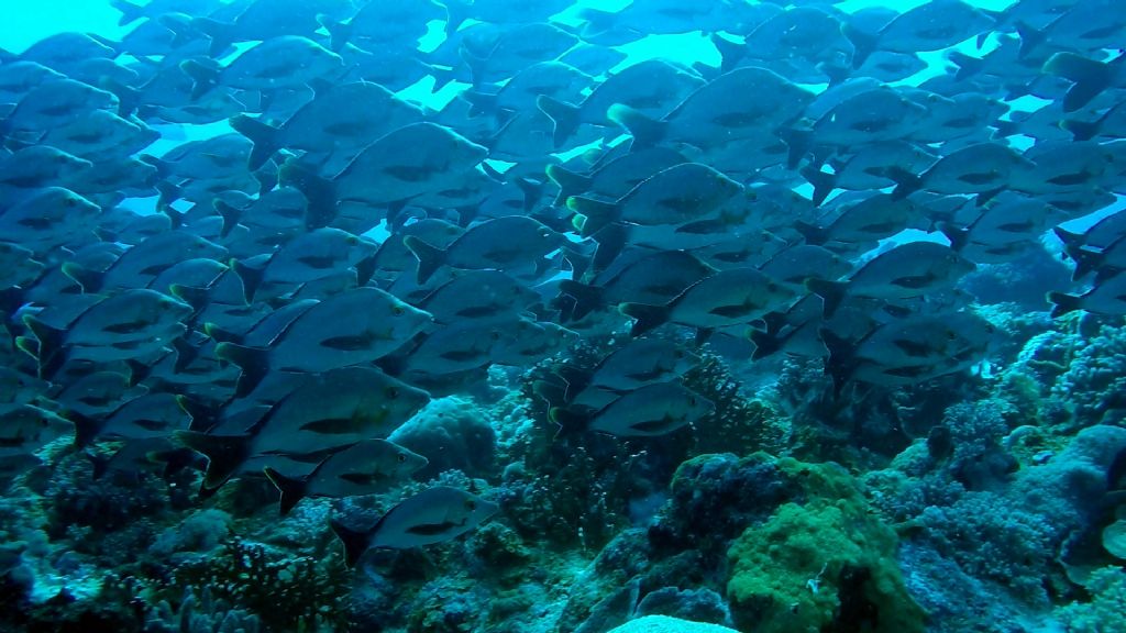 Pesci del Madagascar - 2